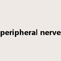 peripheral nerve是什么意思