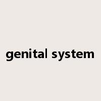 genital system是什么意思