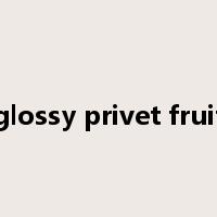 glossy privet fruit是什么意思
