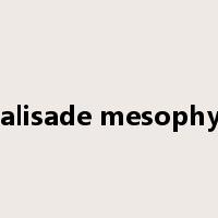 palisade mesophyll是什么意思