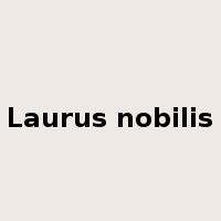Laurus nobilis是什么意思