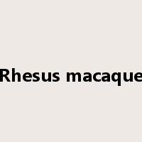 Rhesus macaque是什么意思