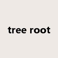 tree root是什么意思
