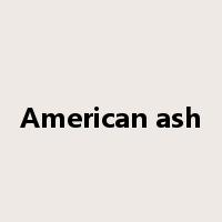 American ash是什么意思