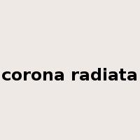 corona radiata是什么意思