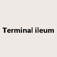 Terminal ileum是什么意思