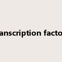 transcription factors是什么意思
