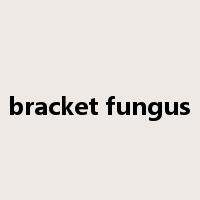 bracket fungus是什么意思