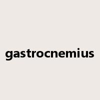 gastrocnemius是什么意思