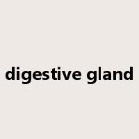 digestive gland是什么意思