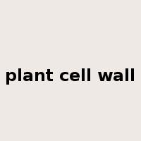 plant cell wall是什么意思
