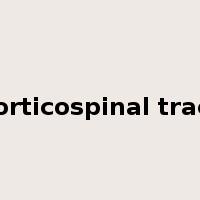 corticospinal tract是什么意思