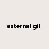 external gill是什么意思