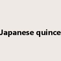 Japanese quince是什么意思