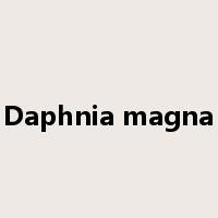Daphnia magna是什么意思