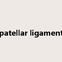 patellar ligament是什么意思