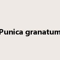 Punica granatum是什么意思
