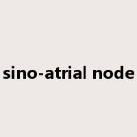 sino-atrial node是什么意思