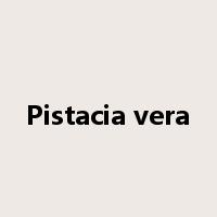 Pistacia vera是什么意思