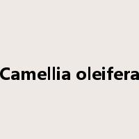 Camellia oleifera是什么意思