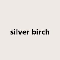 silver birch是什么意思