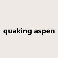 quaking aspen是什么意思