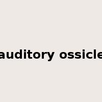 auditory ossicle是什么意思