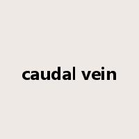 caudal vein是什么意思