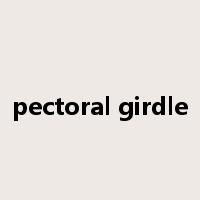 pectoral girdle是什么意思