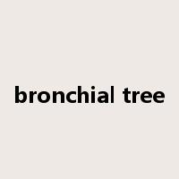 bronchial tree是什么意思