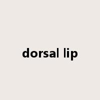 dorsal lip是什么意思
