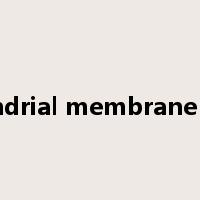 mitochondrial membrane potential是什么意思