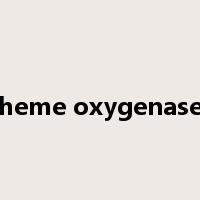 heme oxygenase是什么意思