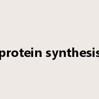 protein synthesis是什么意思