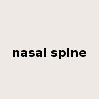 nasal spine是什么意思