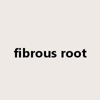 fibrous root是什么意思