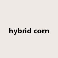 hybrid corn是什么意思