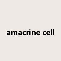 amacrine cell是什么意思