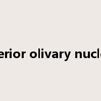 inferior olivary nucleus是什么意思