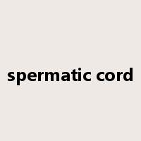 spermatic cord是什么意思