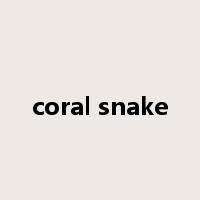 coral snake是什么意思