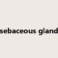 sebaceous gland是什么意思