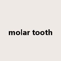 molar tooth是什么意思