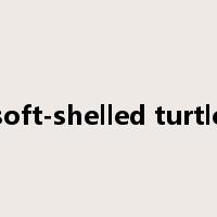 soft-shelled turtle是什么意思