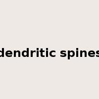 dendritic spines是什么意思