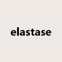elastase是什么意思
