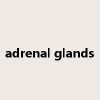 adrenal glands是什么意思