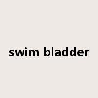 swim bladder是什么意思