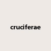 cruciferae是什么意思
