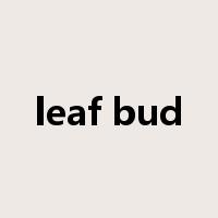 leaf bud是什么意思